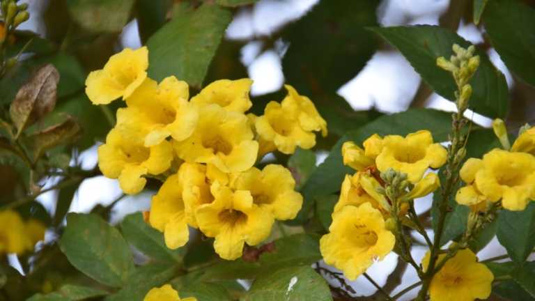 Situado en el cantón Pedro Moncayo, este espacio protegido se viste de amarillo con el florecimiento de los cholanes, árboles característicos del bosque seco andino, ofreciendo un espectáculo natural único en la provincia de Pichincha.