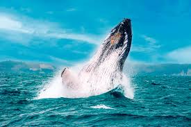 Ecuador impulsa la temporada de ballenas con nuevas oportunidades para el sector turĂstico